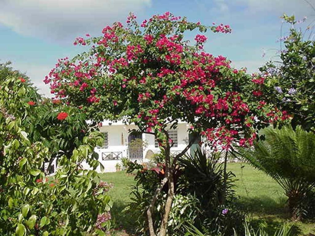 Great Escape And Breakfast Inn Vieques Extérieur photo